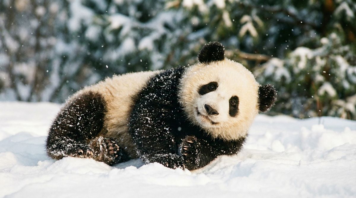 老司机熊猫视频社区